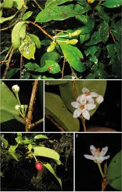 Image result for Aneulophus