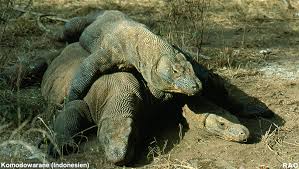 Auf reptilischer reise mit michael hatzius. Raonline Edu Biologie Tierwelt Reptilien Griechenland Der Letzte Waran Europas