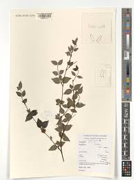 Image result for Mostuea hirsuta