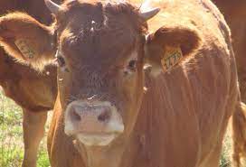 Combien coûte une bouteille de lait ? Combien De Litres Produit Une Vache Chaque Jour