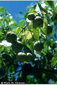 Image result for Croton megalobotrys