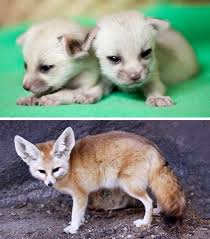22 Cubs Who Don'T Look Like Their Parents At All / Bright Side