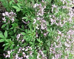 Image result for Cleome elegantissima