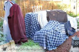 Frost generally occurs when the temperature of wind (at for the deciduous flowering shrubs, you can use this method. How To Protect Plants From Frost Damage Get Busy Gardening