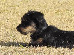 Black And Tan Jack Russell Terrier Mix Jagdterrier Deutscher German Hunt Terrier Irish Black And Tan Jack Russell Terrier Aislinge Bray Terriers I Like Dogs Jack Russell Terrier Dogs And Puppies