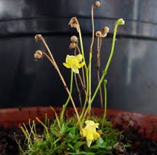 Image result for Genlisea