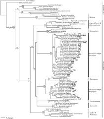 Image result for Tricalysia pallens