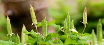 Lady finger plant (okra) goes by the botanical name abelmoschus esculentus and belongs to the mallow it is believed that the origins of lady finger plant (okra) are west africa and south asia. Okra The Permaculture Research Institute