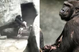 Little Boy, 3, Falls into Gorilla Enclosure at Zoo: The Story of Binti Jua
