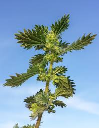 Image result for Urtica urens