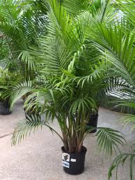 A fast growing, single trunk, larger green pinnate palm from madagascar. An Annual Palm Laidback Gardener