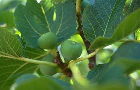 Tea, made up of the figleaves, induces hypoglycemic activity that helps in the prevention of high blood sugar by reducing the body's glucose levels. Is It Possible To Grow An Edible Fig In A Container Unh Extension