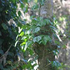 Image result for Araliaceae