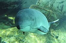 Temporarily closed to the public. Vancouver Aquarium Wikipedia