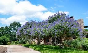 These trees stay small, so they fit nicely in most yards. Flowering Trees In Texas An Overview Lee Ann Torrans Gardening