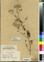 Image result for Helichrysum schimperi