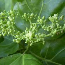 Image result for Premna hans-joachimii