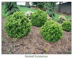 Boxleaf Euonymus Modern Landscaping Deer Resistant Garden Landscaping Plants