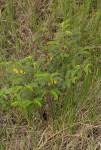 Image result for Chamaecrista falcinella