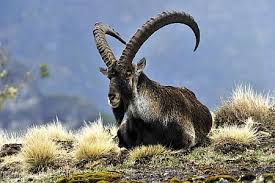 We did not find results for: Animale Pe Cale De Disparitie Crestinortodox Ro