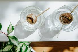 After you plant the avocado seed, water it thoroughly so the soil is moist. How To Grow And Care For Avocados As Houseplants