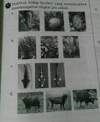 Maybe you would like to learn more about one of these? Makhluk Hidup Berikut Yang Menunjukkan Keanekaragaman Tingkat Gen Adalah Brainly Co Id