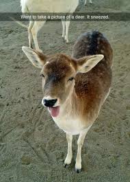 Funny Animal Pictures Funny Animal Jokes Animal Jokes Cute Animal Memes