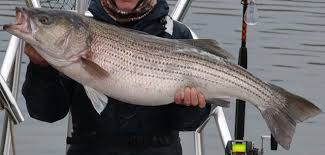 striped bass regulations