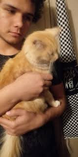 Is this your lost cat in Siler City?