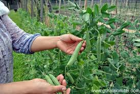 Joburi in orice domeniu de la marketing, administrativ, media, cultura, financiar, contabilitate si pana la publicitate, online marketing, management, consultanta. Locuri De MuncÄ In AgriculturÄ Angajator Din Danemarca Gura Ialomitei Com
