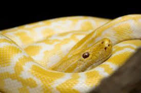 Yellow Snake Dream Dream Interpretation Symbol Yellow Snake Snake Snake Images
