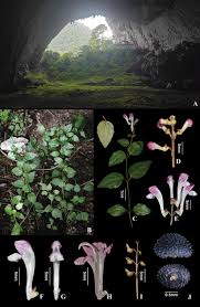 Image result for Tinnea rhodesiana