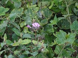 Image result for Ipomoea wightii