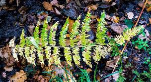 Varies in color depending on the season with beautiful fall colors. 1 404 Dead Fern Photos Free Royalty Free Stock Photos From Dreamstime