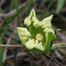 Image result for Cayaponia