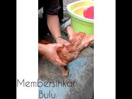 Maybe you would like to learn more about one of these? Merawat Ternak Kesayangan Tugas Prakarya Kelas 8 2017 2018 Youtube