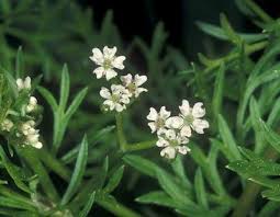 Image result for Maerua becquetii