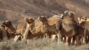 America's first camel dairy owners gil and nancy riegler invite you to share in an incredible journey with animals. Camel Milk The Future Of Dairy Products Canary Trip Booking
