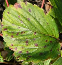 Another potential sign to look out for will be slime trails that will often appear to be silvery. Common Spot Of Strawberry Wikipedia