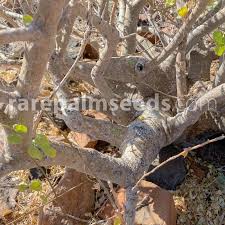 Image result for Cyphostemma saxicola