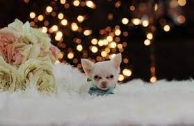 Teacup Chihuahuas For Sale Teacup Chihuahua Chihuahua Puppies Teacup Chihuahua For Sale