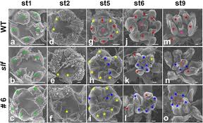 An arabidopsis (arabidopsis thaliana) ower consists of four types of organs arranged in a stereotypical pattern. Slgt11 Controls Floral Organ Patterning And Floral Determinacy In Tomato Bmc Plant Biology Full Text