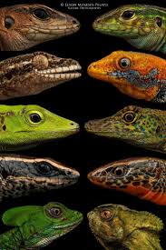 Lizards Head Reptiles Cute Reptiles Lizard Reptiles