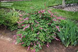 Lamprocapnos Spectabilis Bleeding Heart Bloom Time April May Bleeding Heart Secret Garden Garden
