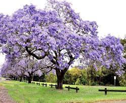 64 polonia imágenes de fondo y fondos de pantalla hd. Excited To Share This Item From My Etsy Shop Purple Paulownia Tree Seed Fast Growing Shade Trees Tree Seeds Fast Growing Trees
