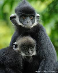 Image result for Pycreus nitidus