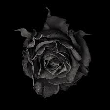 Rose Fanee By Magda Indigo 500px Tatouage Rose Sur Main Rose Fanee Fleurs Fanees