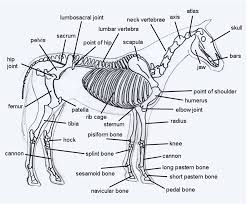 Looking a horse in the mouth. Horse Skeleton Diagram
