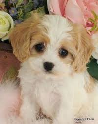 Cavachon Breed Mix Of Cavalier King Charles Spanies And Bichon Sevimli Kopek Yavrulari Spanyel Yavru Kopek