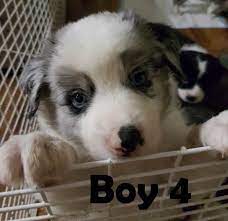 Purebred Border Collie Pups Dogs Puppies Gumtree Australia Richmond Valley Coraki 1127563457 Border Collie Puppies Puppies Dogs